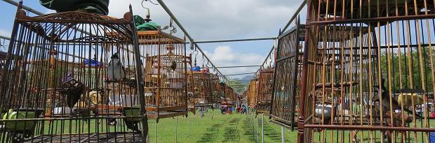 bird cages.jpg